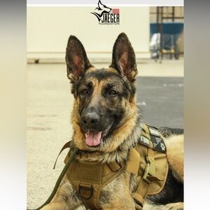 The Jaeger Foundation - service dogs for veterans